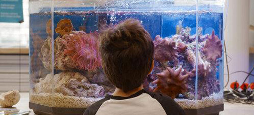 Enfant devant un aquarium