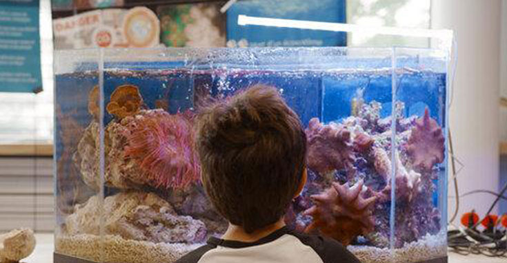 Enfant devant un aquarium