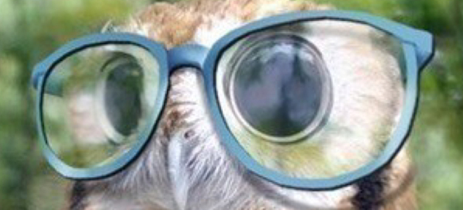 Photo des yeux d'une chouette avec des lunettes