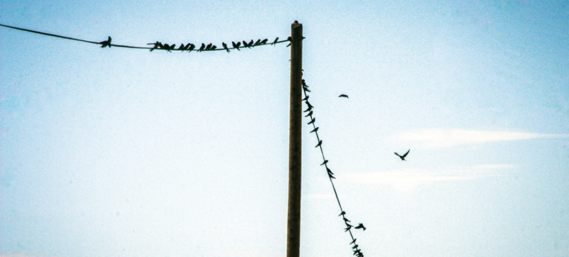 Des oiseaux migrateurs 