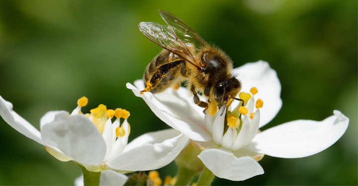 abeille butinant une fleur
