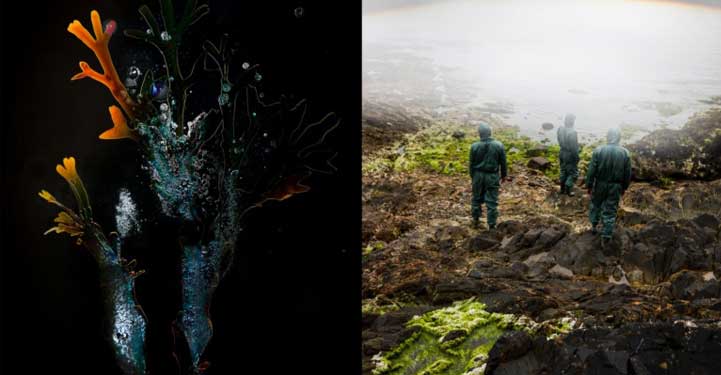 deux photos : une algue et trois chercheurs en combinaison sur la plage