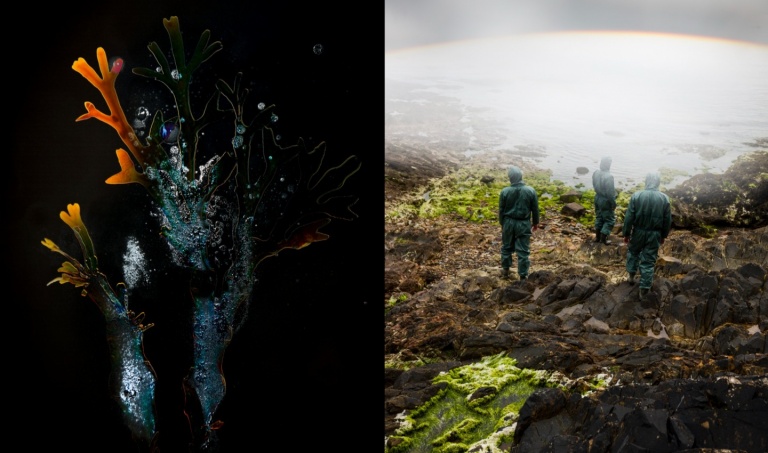 deux photos : une algue et trois chercheurs en combinaison sur la plage