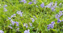 Photo de violettes