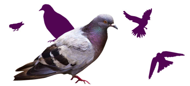 Photo de pigeons