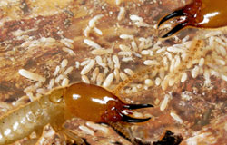 Photo de termite