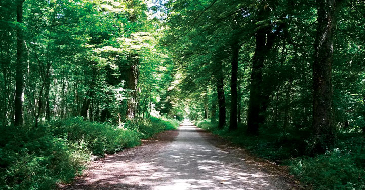 Route de Saint-Louis bois de Vincennes